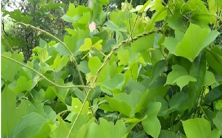 七夕寵妻狂魔就選它！二月風(fēng)雙有機(jī)野生葛根粉，健康又有文化味 