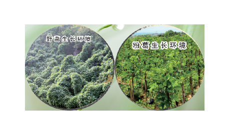 高學(xué)歷養(yǎng)生黨親測：這款雙有機(jī)野生葛根粉，憑什么成日常優(yōu)選？?
